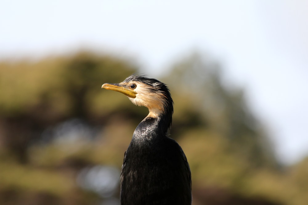 black and brown bird during day time