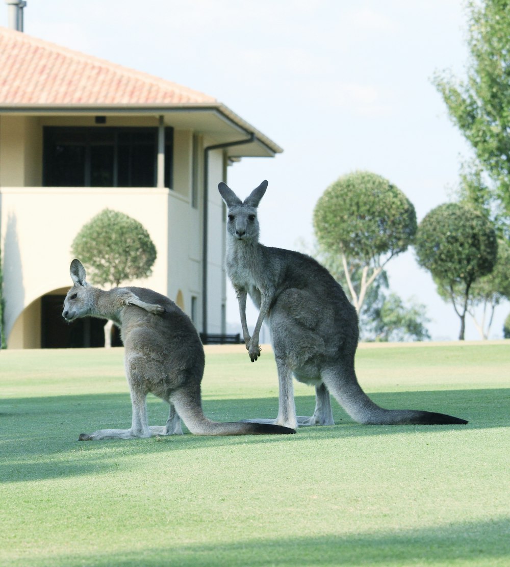 two kangaroo standing on grass field