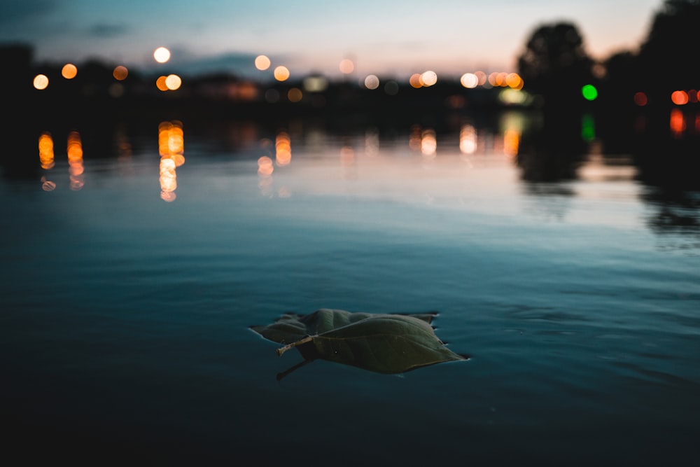 leaf floating on body of water