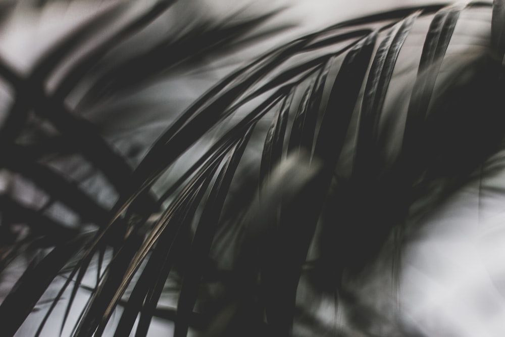 gray scale photo of plant leaves