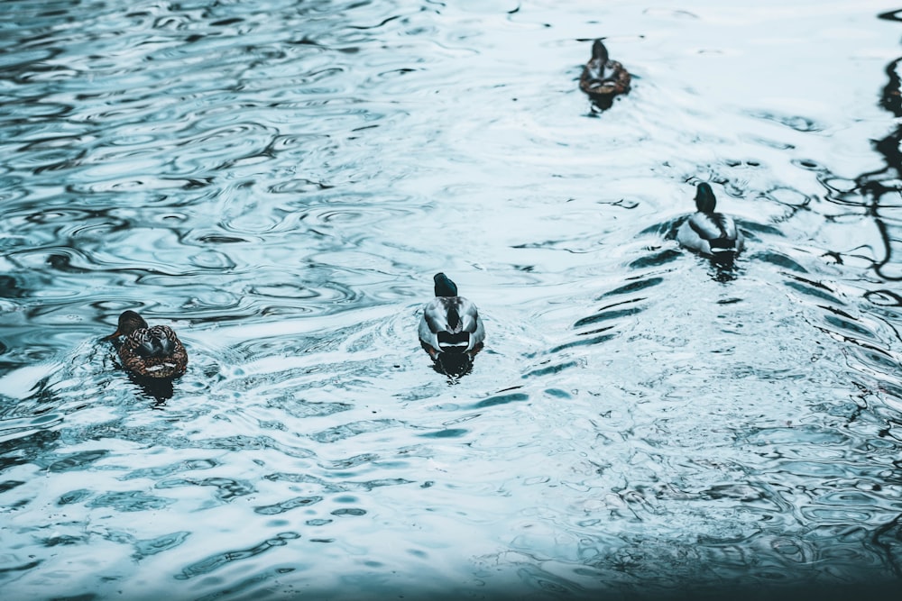 plusieurs canards colverts sur plan d’eau