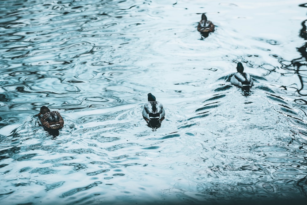 several mallard ducks on body of water