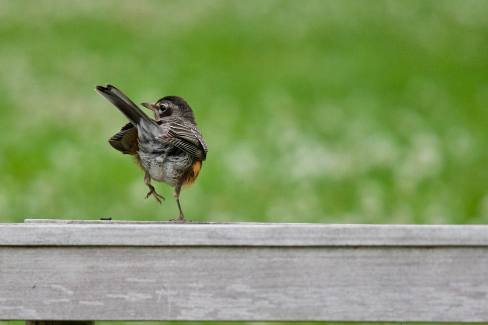 brown bird on grey wooden fence selective focus photography