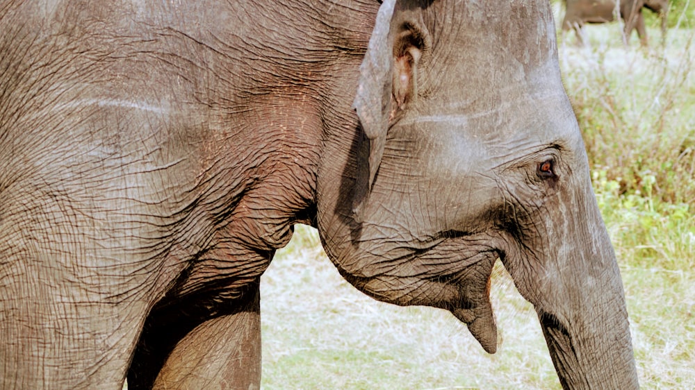 elephant walking in open field at daytime