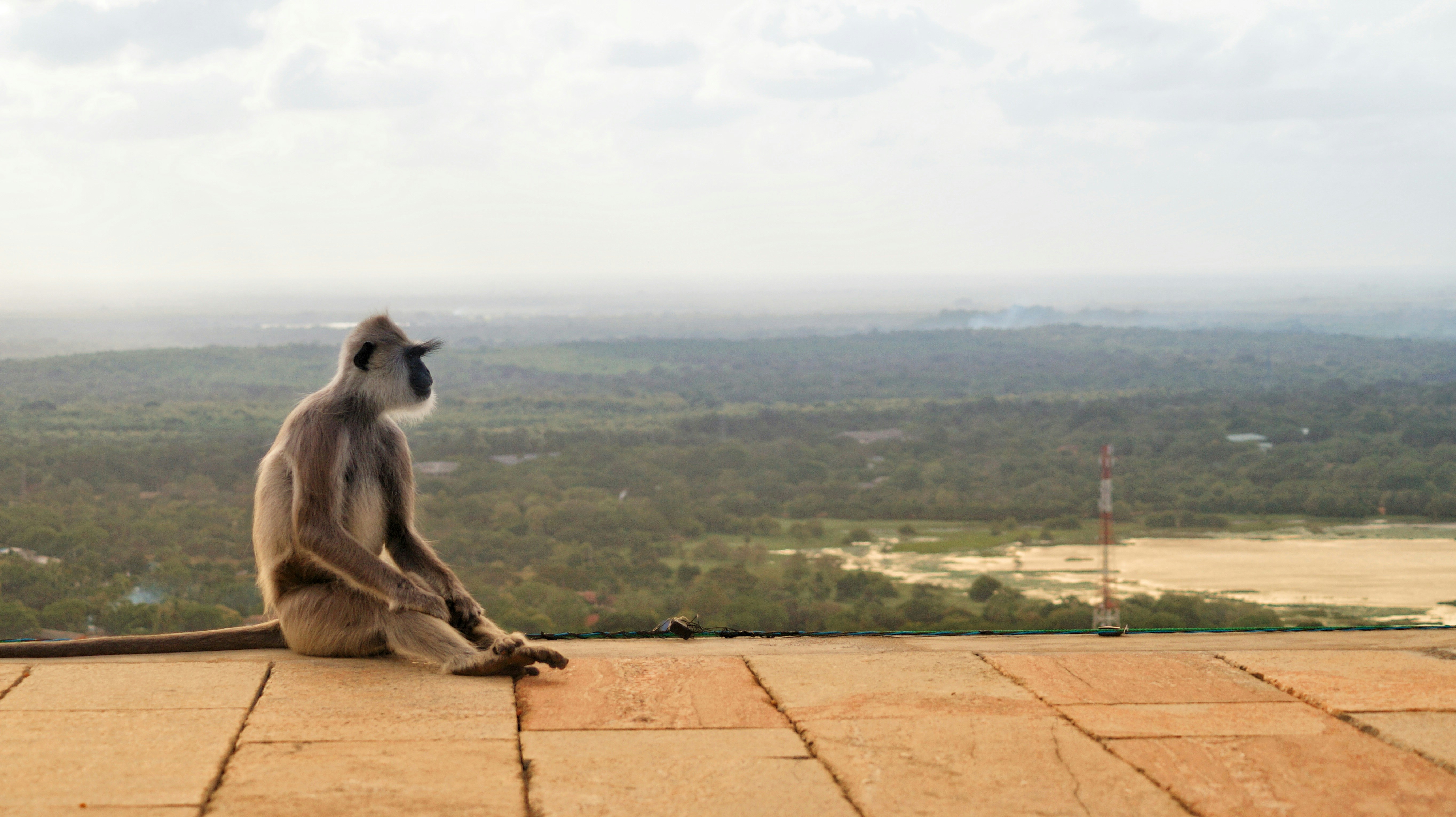 Обезьяны на шри ланке