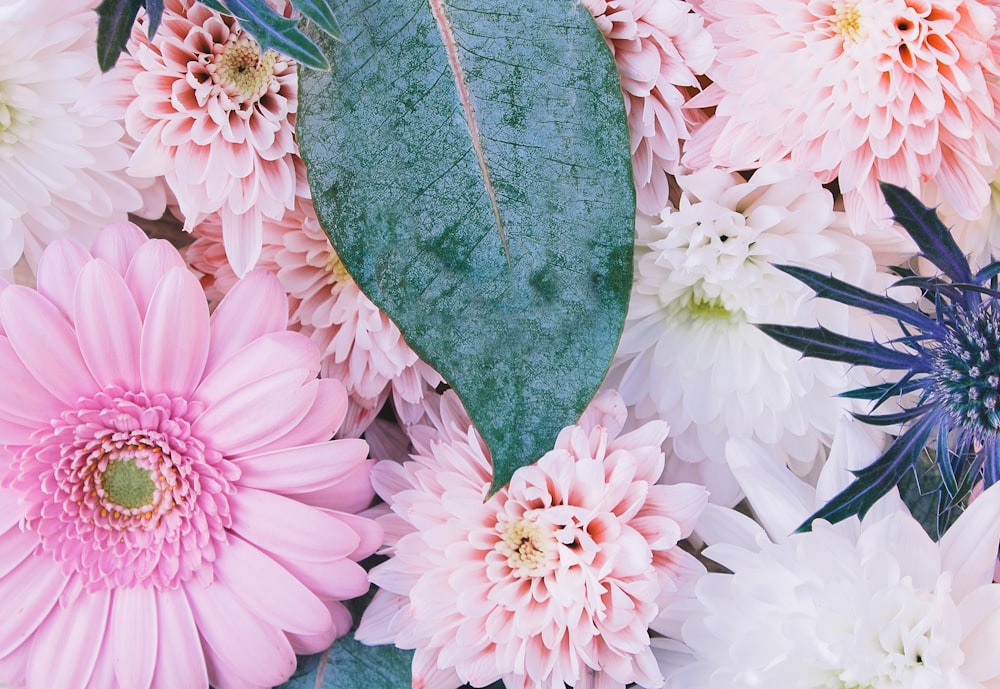 close-up photo of pink flowers