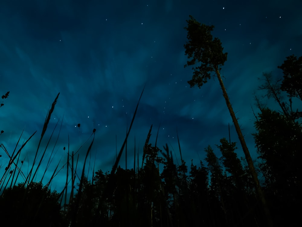 low-angle photography of trees during night