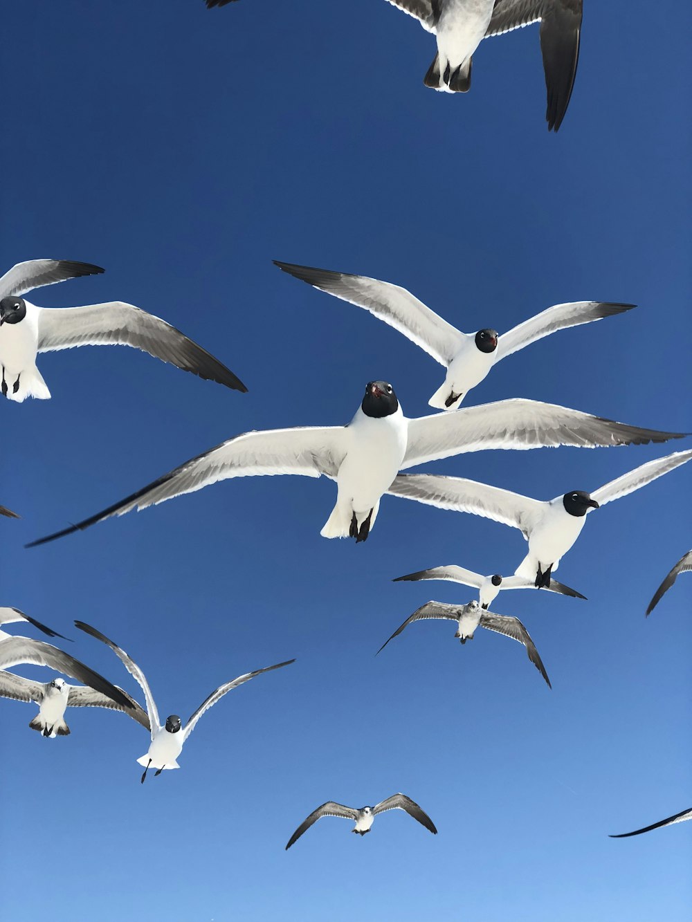 Schwarm weißer Vögel in der Luft