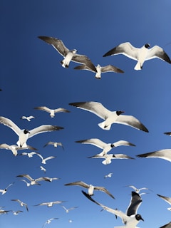 flying birds in the sky