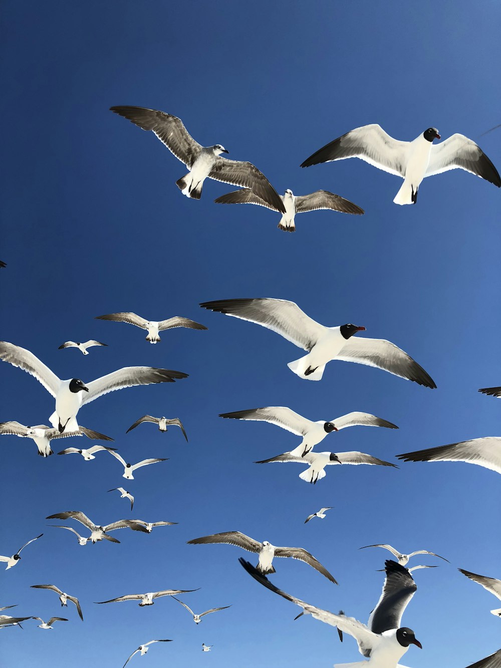 Fliegende Vögel am Himmel