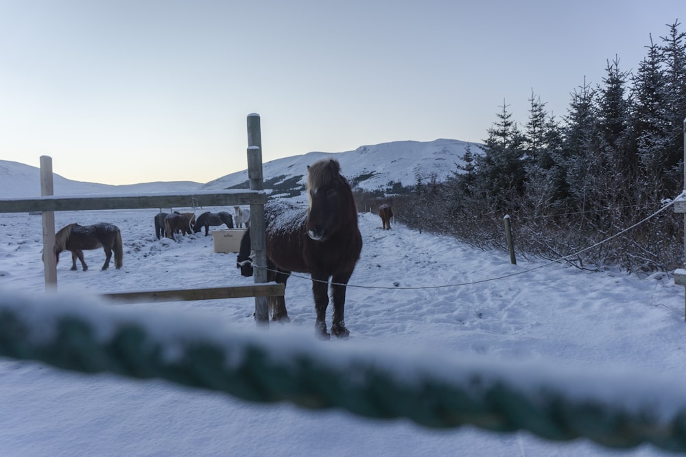 donkey standing beside fence