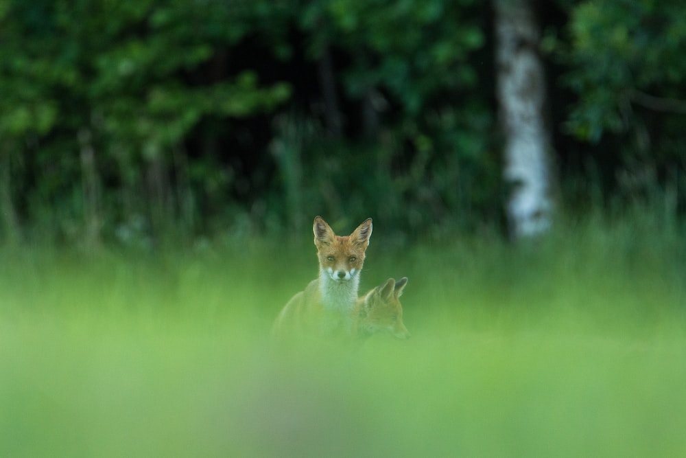 brown fox on grasses