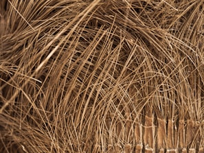 A close-up view of a dense network of brown fibers, resembling natural materials with a rough texture. The fibers appear tangled and intertwined, creating a chaotic yet organic pattern.