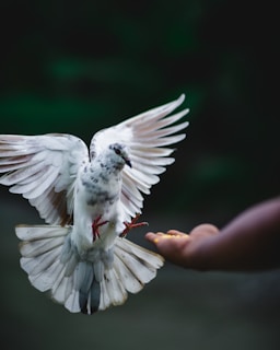 A white pigeon with speckled feathers is in mid-flight, approaching an outstretched human hand. The hand holds small, yellow seeds, suggesting the bird is about to land for food. The background is dark and blurred, emphasizing the bird's motion and wingspan.