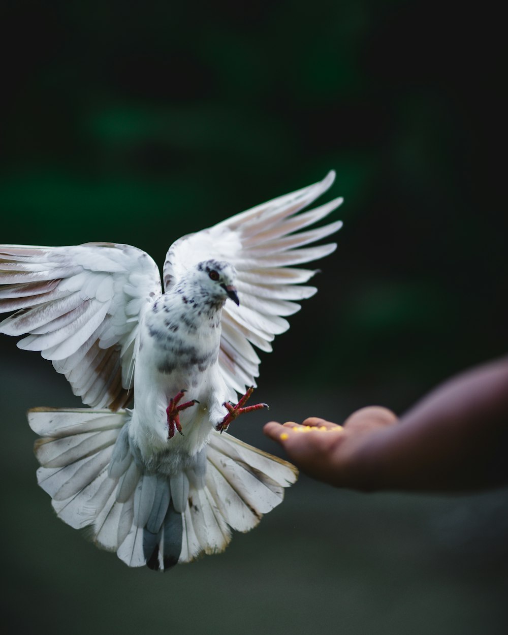 rock dove flying beside hand