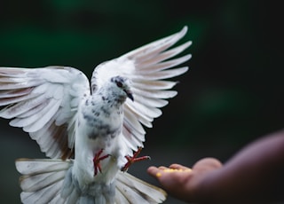 rock dove flying beside hand