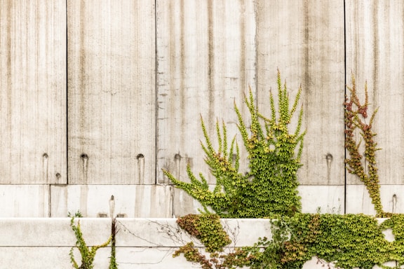 A textured concrete wall with vertical lines is partially covered with green ivy and vines. The plants are growing from the bottom and spreading upwards, adding a natural element to the otherwise industrial surface.