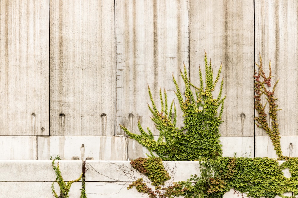 pianta a foglia verde vicino al muro