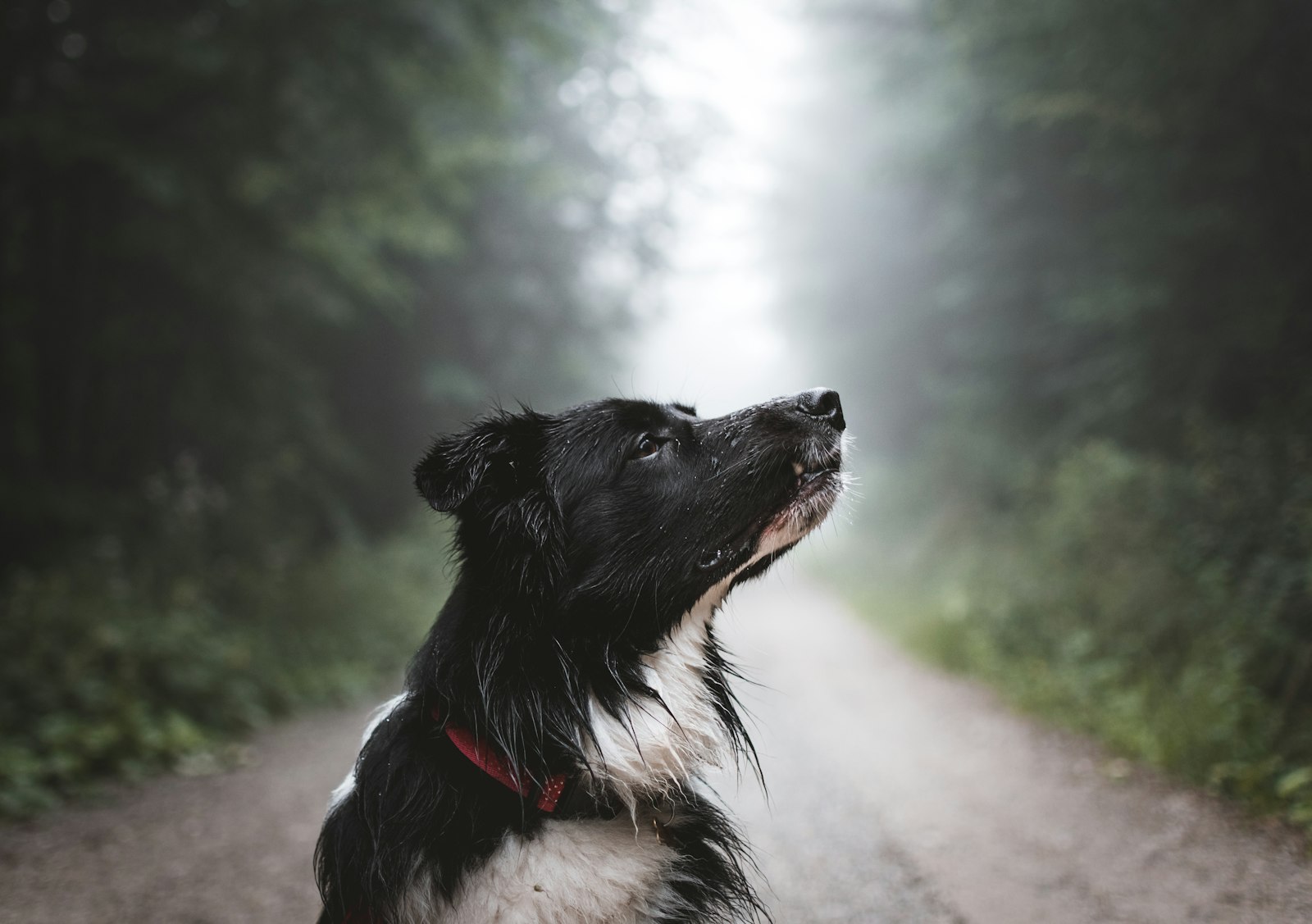 Nikon D3400 + Nikon AF-S DX Nikkor 35mm F1.8G sample photo. White and black dog photography