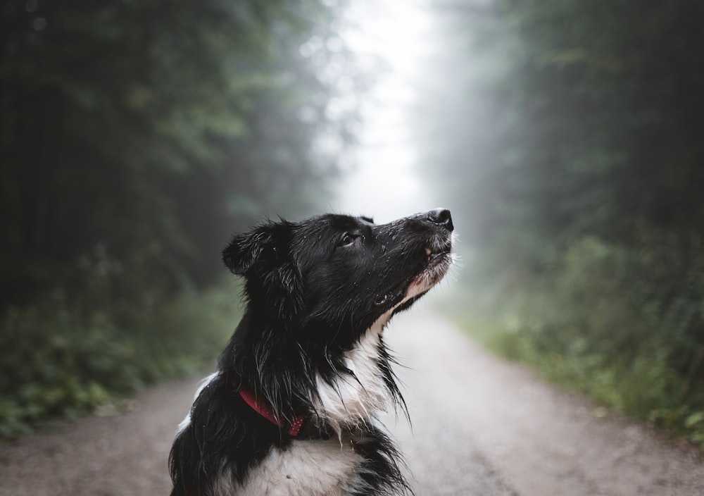 white and black dog in tree lined dirt road at daytime