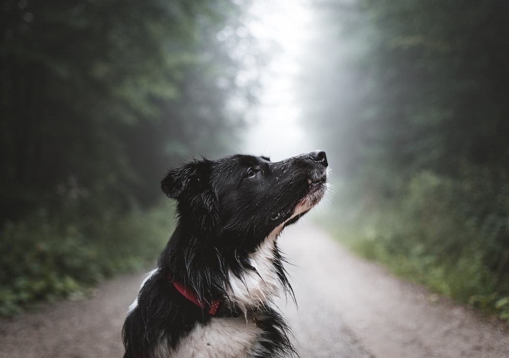 Cão branco e preto em estrada de terra arborizada durante o dia