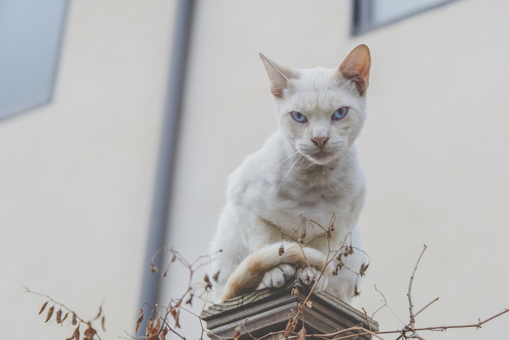 selective focus photography of white cat
