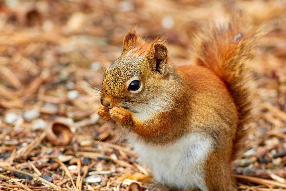 Uno scoiattolo sta mangiando un pezzo di cibo