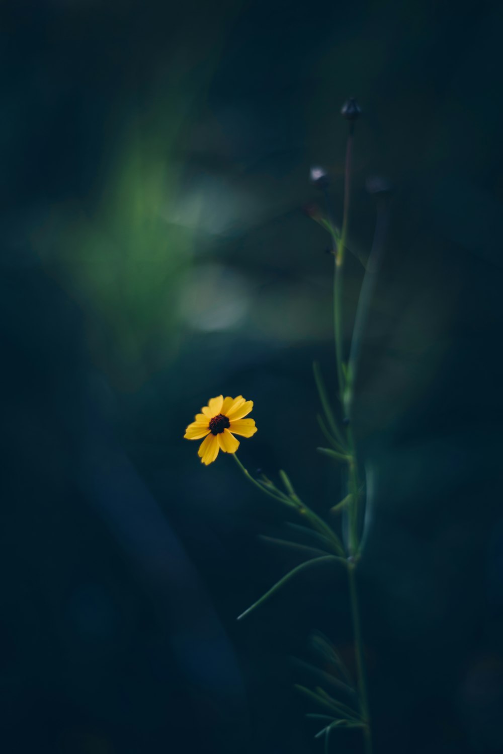 photographie en gros plan de fleur à pétales jaunes