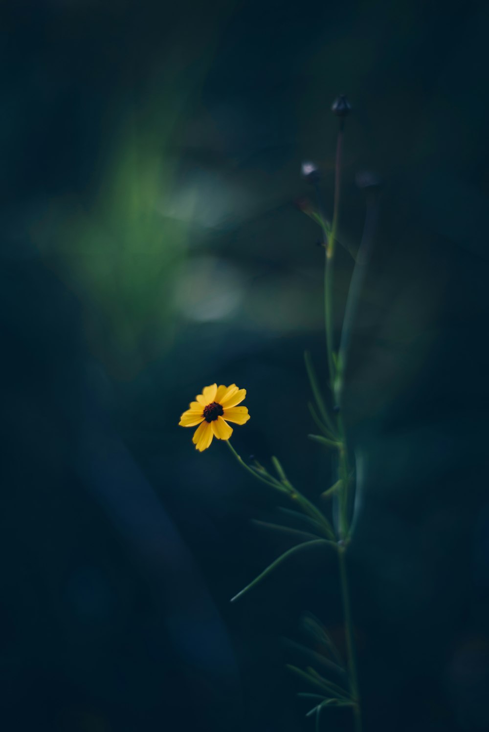 fotografia de closeup de flor de pétala amarela