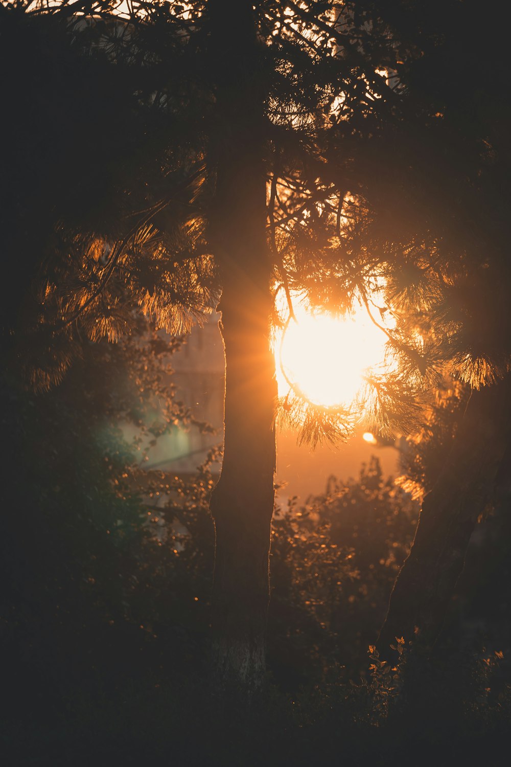 silhouette of trees