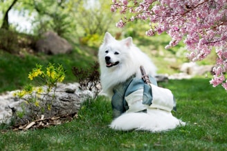 A fluffy white dog dressed in a traditional outfit sits on a grassy lawn. Nearby, a cherry blossom branch with vibrant pink flowers adds color to the scene. In the background, there are rocks and some greenery, suggesting a serene garden setting.
