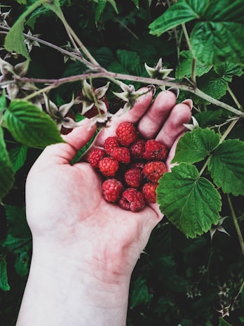 Hand holding a handful of freshly picked raspberries against a sunny garden background.