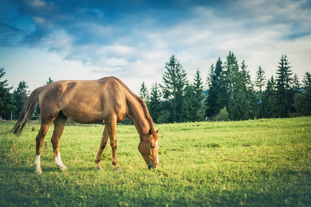 brown and white horse on lawn eating grass at daytime