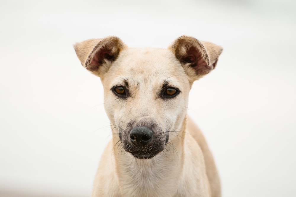 medium short-coated white dog