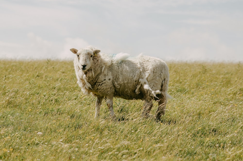 sheep on grassfield