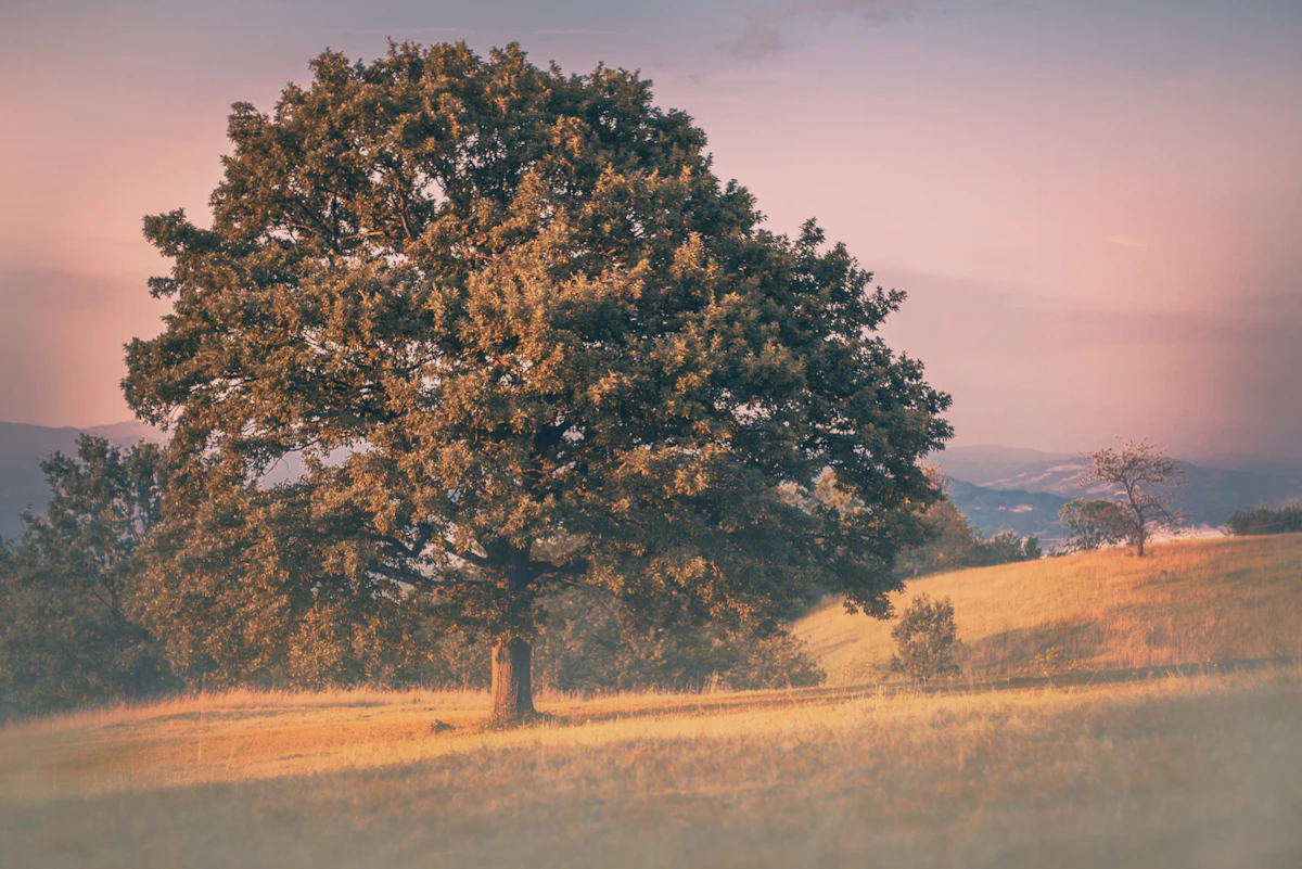 A great oak silhouetted at sunset, the Tree of Life