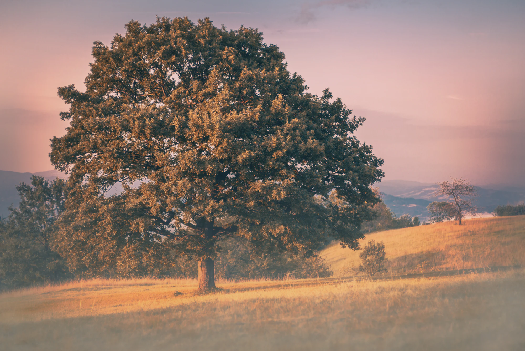 A large old tree on a plain at sunset