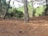 A forest scene featuring tall trees with rough bark surrounded by a carpet of pine needles. Numerous pine cones are scattered across the forest floor, and the environment is lush and green with various shades of foliage in the background.