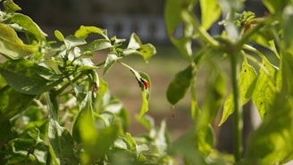 Close-up view of green leaves on a plant with a small insect, possibly a ladybug, resting on one of the leaves. The leaves are broad and appear healthy, basking in sunlight with a blurred natural background.