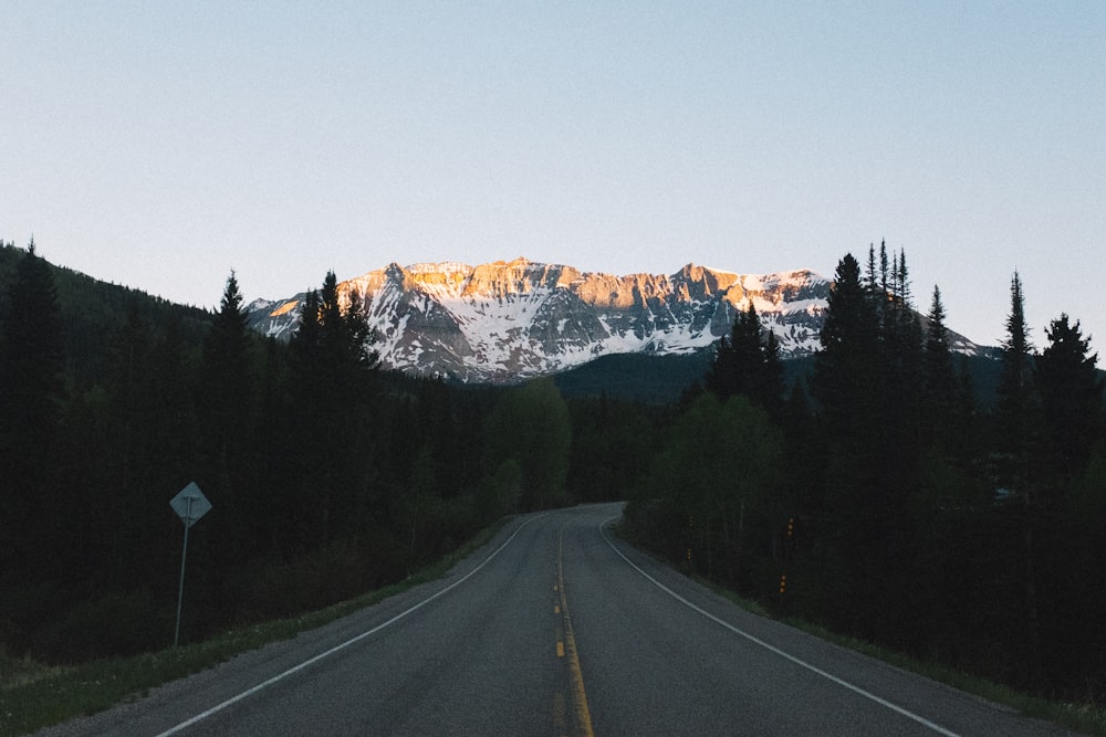 road between trees