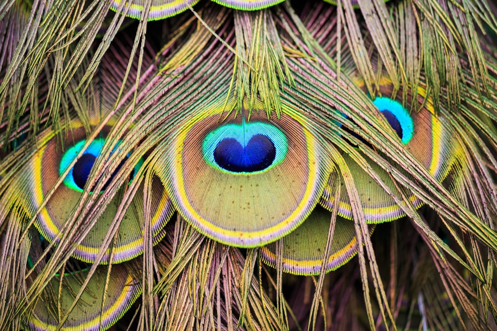 close-up photo of peacock feather