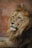 A majestic lion with a full, lush mane lies against a backdrop of warm-toned bricks. The lion's eyes are calm yet piercing, giving a regal and composed appearance. Its thick mane is a blend of golden and brown shades, complementing the soft texture of its fur.
