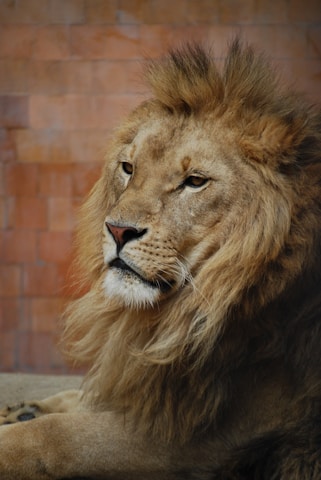 A majestic lion with a full, lush mane lies against a backdrop of warm-toned bricks. The lion's eyes are calm yet piercing, giving a regal and composed appearance. Its thick mane is a blend of golden and brown shades, complementing the soft texture of its fur.
