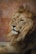 A majestic lion with a full, lush mane lies against a backdrop of warm-toned bricks. The lion's eyes are calm yet piercing, giving a regal and composed appearance. Its thick mane is a blend of golden and brown shades, complementing the soft texture of its fur.