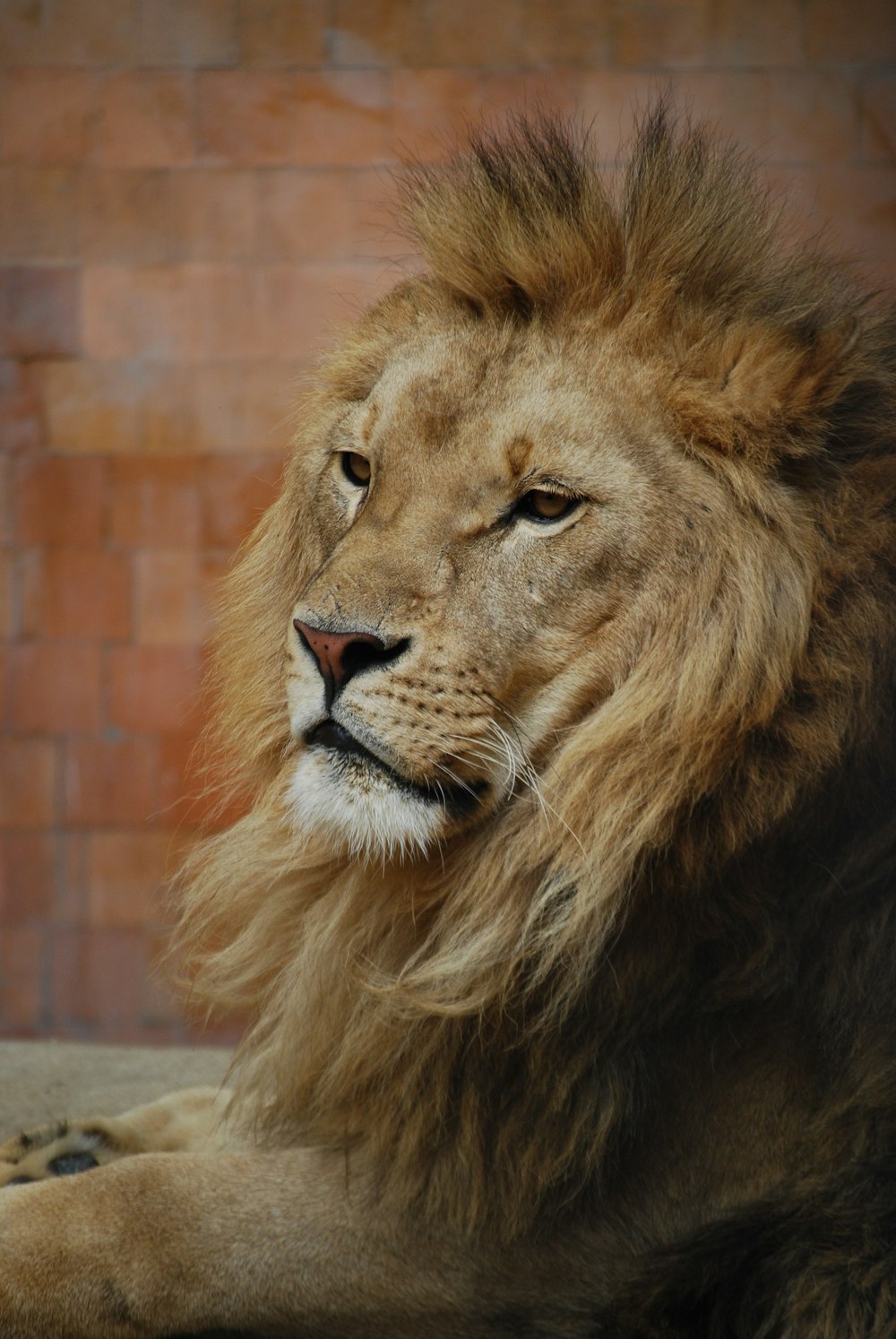 Lion près d’un mur orange