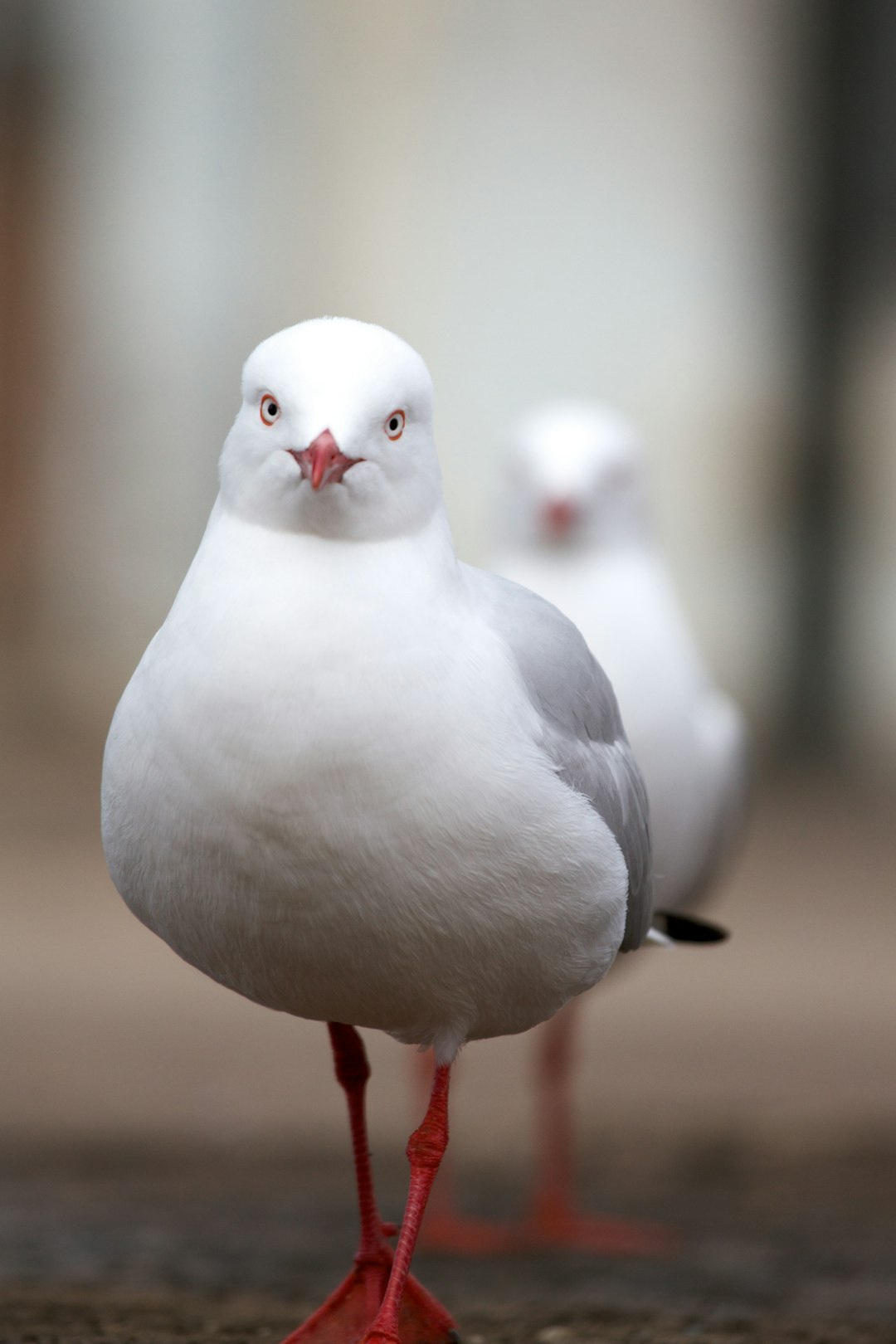 Travel Tips and Stories of Cockatoo Island in Australia