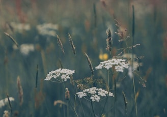 a field full of tall grass and wild flowers