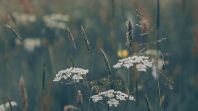 a field full of tall grass and wild flowers