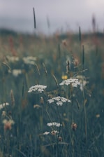a field full of tall grass and wild flowers