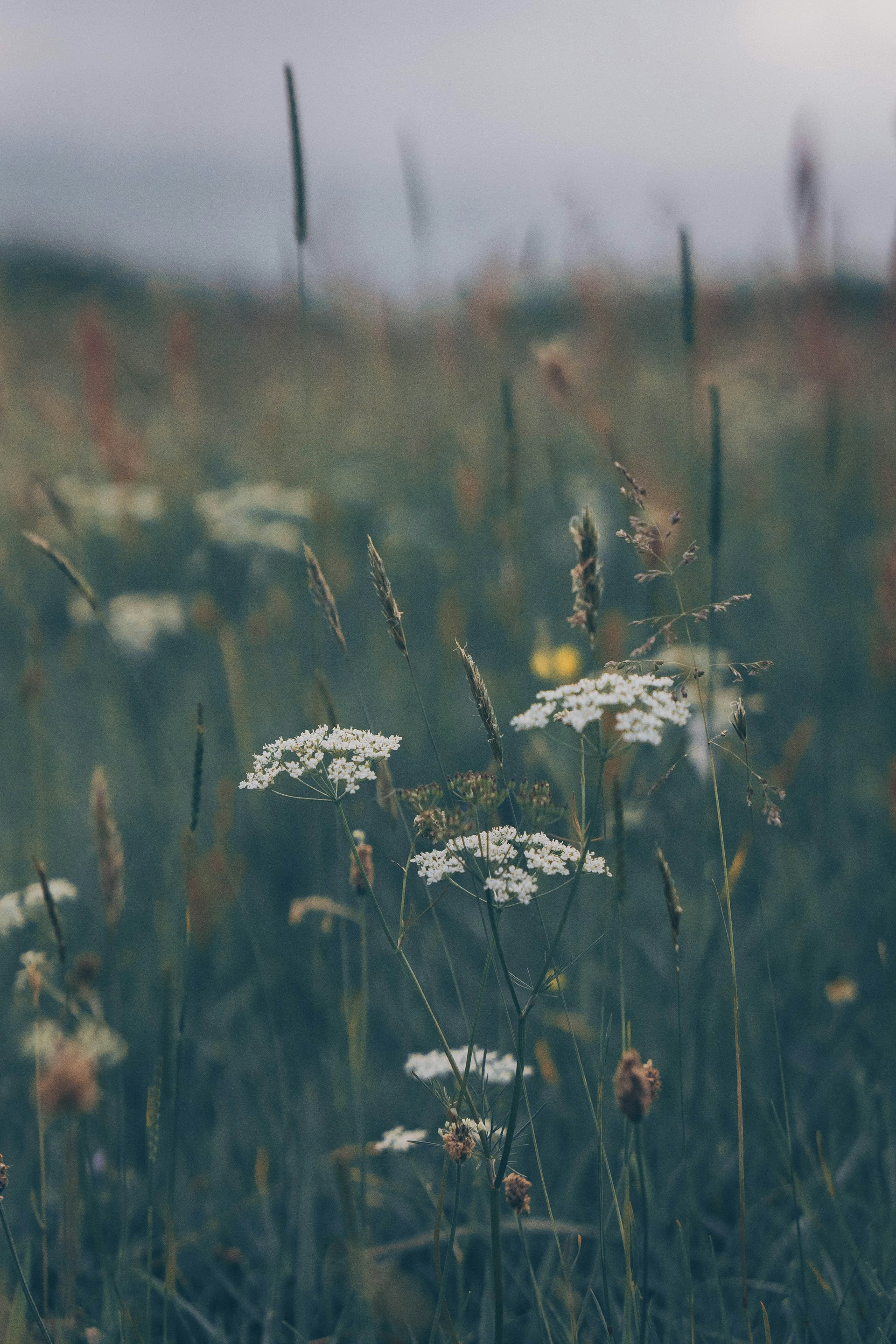 a field full of tall grass and wild flowers